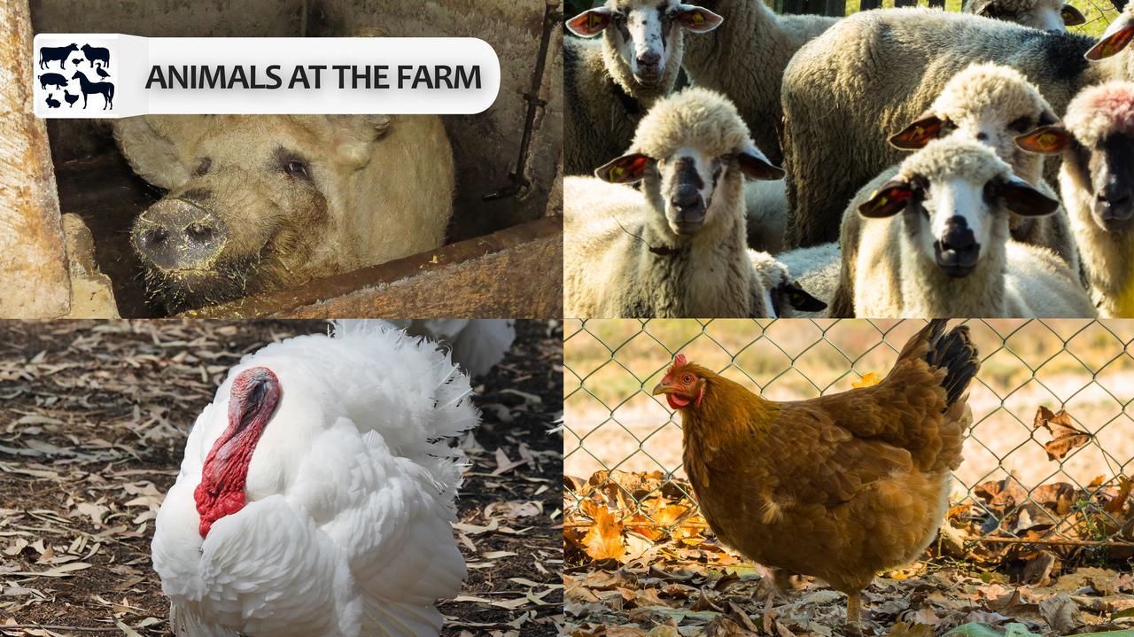 בית הארחה דספוטובאץ 	Eco Farm Milanovic מראה חיצוני תמונה